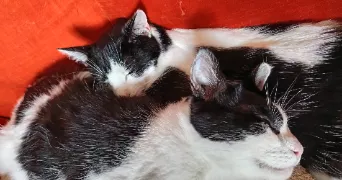 marie pet sitter à NOINTEL 95590