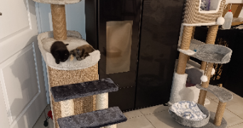 valerie pet sitter à AUZEVILLE TOLOSANE 31320_9