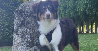 faiza pet sitter à PLAISIR 78370_1
