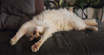 cécile pet sitter à ST MARTIN LA PALLU 86380_2