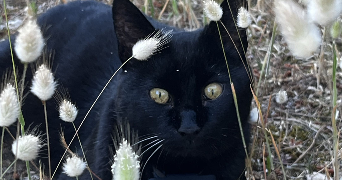 florian pet sitter à MARLY LE ROI 78160_2