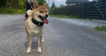 emma pet sitter à RENNES 35700_6
