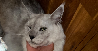 kevin pet sitter à LE PLESSIS ROBINSON 92350_1