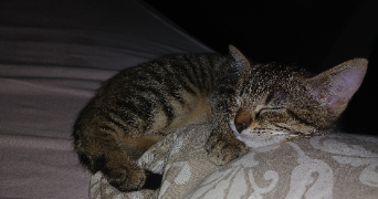 myriam pet sitter à Lyon 69008_3