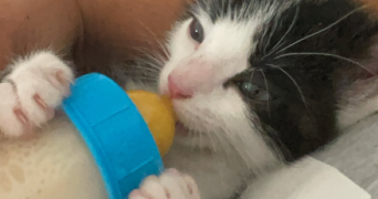 océane pet sitter à NEMOURS 77140_1