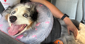 emma pet sitter à CLICHY 92110_2