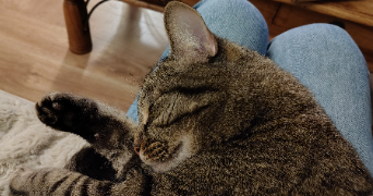 nicole cat sitter à Le Chesnay-Rocquencourt 78150_7