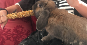 florine pet sitter à LA ROCHELLE 17000_7