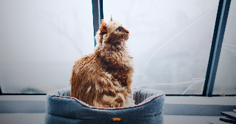 elsa pet sitter à PARIS 05 75005_1