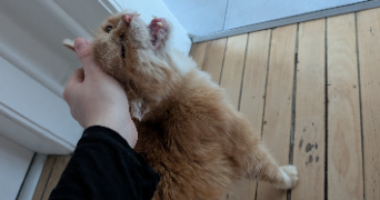 marion pet sitter à STRASBOURG 67100_1
