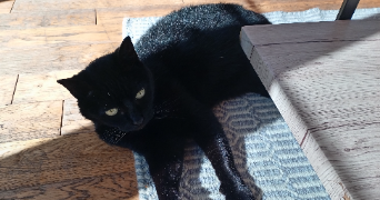 valérie cat sitter à HAZEBROUCK 59190_1