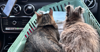 shahines pet sitter à GROSLAY 95410_3