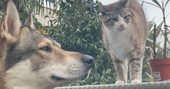 eloïse pet sitter à NIORT 79000_3