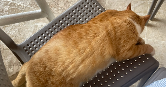 ornella pet sitter à PARIS 16 75016_3