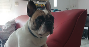 marie-anne dog sitter à ENTRAIGUES SUR LA SORGUE 84320_9