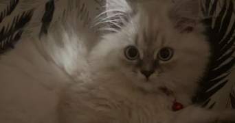 estelle cat sitter à SANARY SUR MER 83110_6