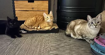naïa pet sitter à MOISSY CRAMAYEL 77550