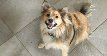 camille pet sitter à GERTWILLER 67140_4