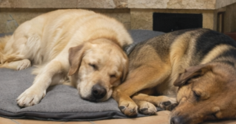 vivien pet sitter à LANSARGUES 34130_6