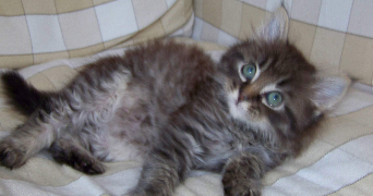 catherine pet sitter à MAROLLES EN BRIE 94440_4