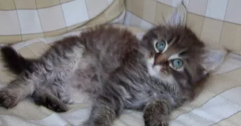catherine pet sitter à MAROLLES EN BRIE 94440
