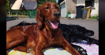 zélie pet sitter à ECULLY 69130_2