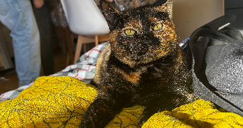 oceane pet sitter à Rocbaron 83136_4