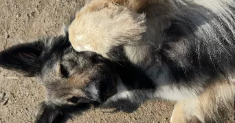 sarah dog sitter à MONTAIGU VENDEE 85600