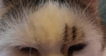 cyril pet sitter à ST CYR L ECOLE 78210_3