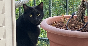 Luna pet sitter à PARIS 11 75011_4