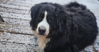 camille pet sitter à MONS EN BAROEUL 59370_6