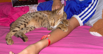 ines pet sitter à LE HAVRE 76600_4