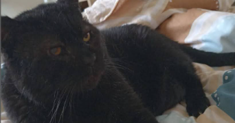 eve pet sitter à Sainte Luce sur Loire 44980_5