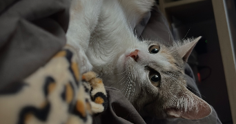 maryne pet sitter à L ARBRESLE 69210_1