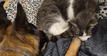 dusan pet sitter à VAUJOURS 93410_6