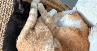 léa pet sitter à LA RAVOIRE 73490_3