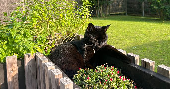 justine pet sitter à CAPBRETON 40130_1