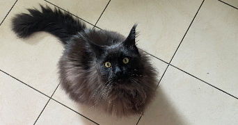 lucille pet sitter à LYON 05 69005_1