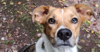 solène pet sitter à FIMENIL 88600_2