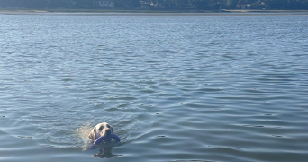 beatrice dog sitter à SEIGNOSSE 40510_4