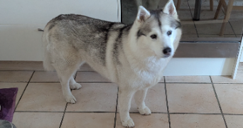 alexandre pet sitter à CHAVIGNY 54230_8