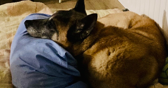 anne pet sitter à SALOUEL 80480_2