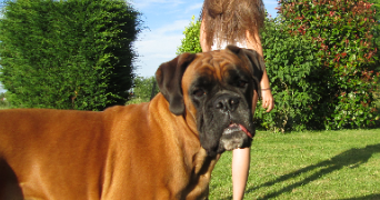 blandine pet sitter à Pau 64000_2