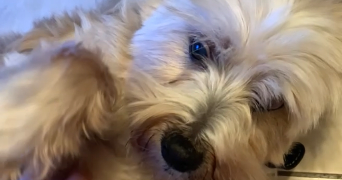 margot pet sitter à BEAUVAIS 60000_8