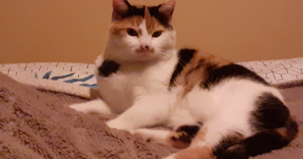 joëlle pet sitter à VIGNY 95450_0