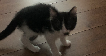 ana  pet sitter à AMBARES ET LAGRAVE 33440_0