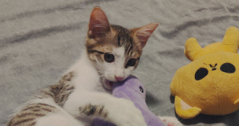 morgane cat sitter à TOULOUSE 31200_9