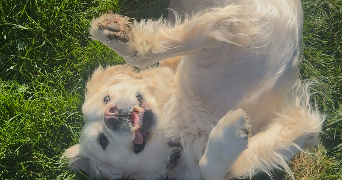 mathilde pet sitter à WAMBRECHIES 59118_3