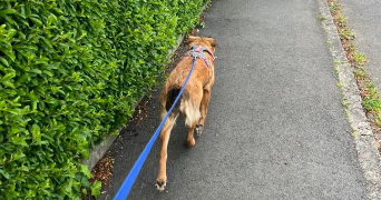 manon pet sitter à VANNES 56000_6