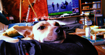 etoile pet sitter à RENNES 35200_2